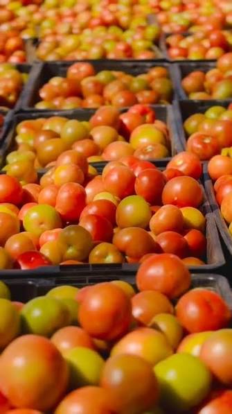 Assila F1 Tomato Seeds