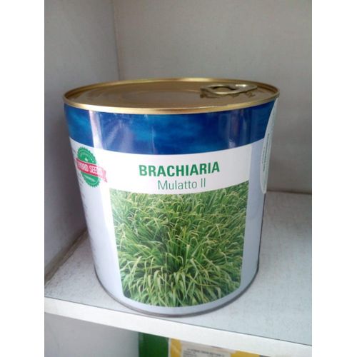 Brachiaria Grass Seed (Fodder)