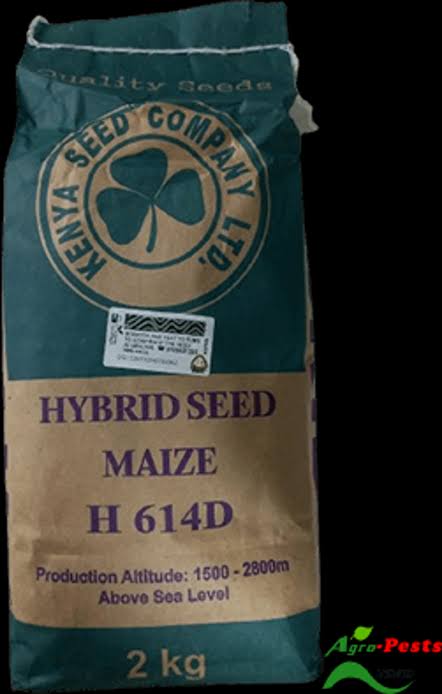 H614 Maize Seed (Hybrid 614)