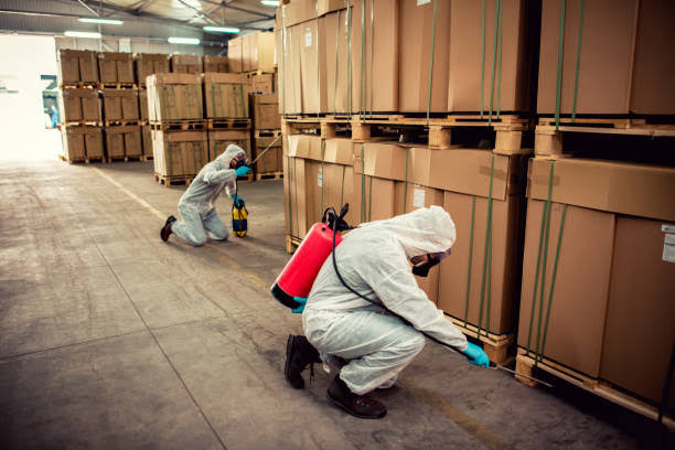 Termite control services